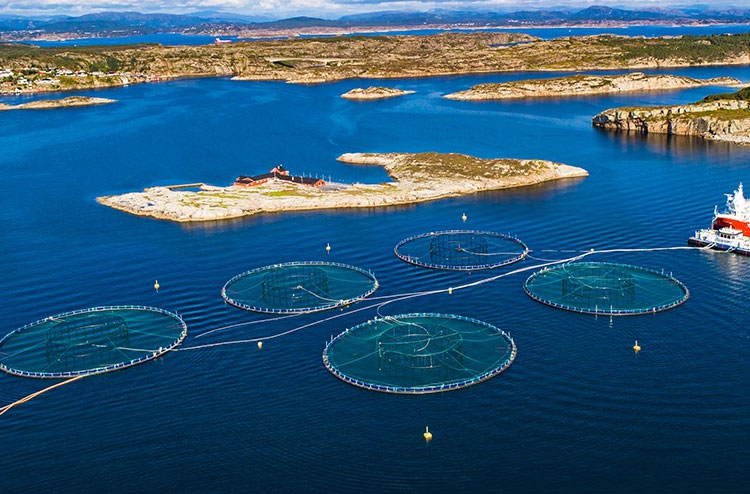 Tư vấn nuôi trồng thủy sản